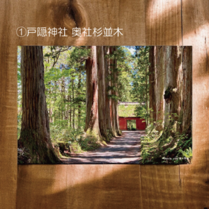 戸隠神社奥社の参道。霧に包まれた巨木の並木が、静謐で厳かな空気感を醸し出す風景写真。