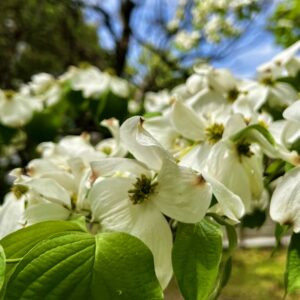 陽光を浴びて白く輝くハナミズキの花。初夏の訪れを告げるような清々しさと、生命力に満ちたクローズアップ。