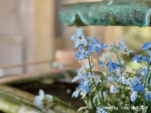 気多大社の手水舎。歴史を重ねて渋く変色した銅の湯口から、絶え間なく清らかな水が注がれている。その傍らには瑞々しいデルフィニウムの青い花が活けられ、水面に光を反射させながら揺れている。