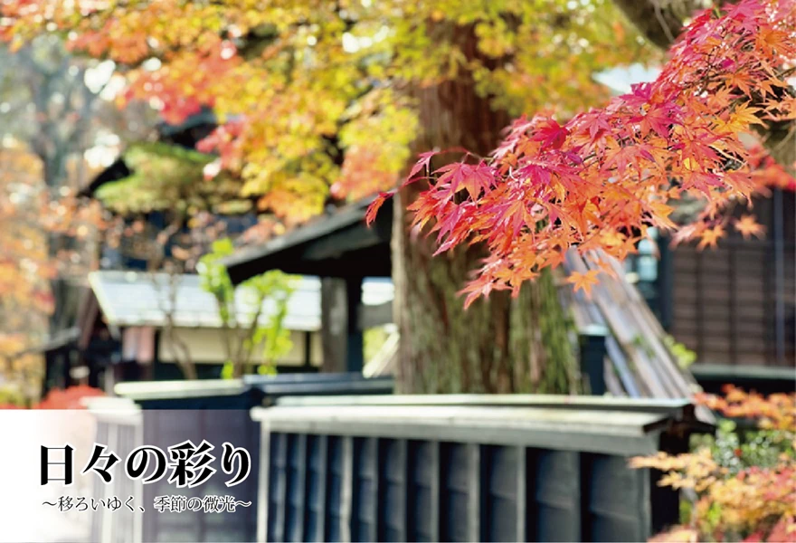 色鮮やかに紅葉した赤や黄色のモミジの葉が手前に広がる秋の風景。奥には伝統的な黒い和風の建物や木の柵が美しく調和しています。左下には「日々の彩り 〜移ろいゆく、季節の微光〜」という文字が配置されています。