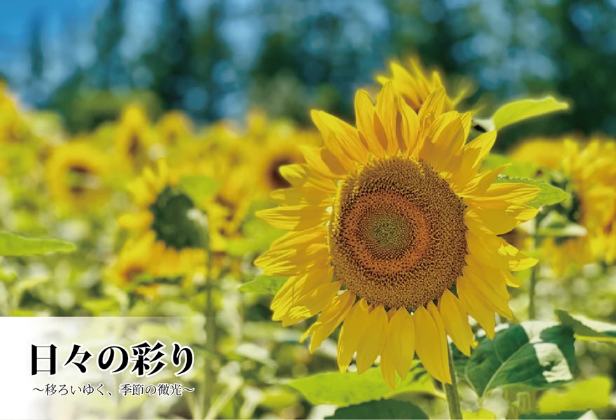 青く澄み渡る夏空の下、北海道「四季彩の丘」で太陽の光をいっぱいに浴びて大輪の黄色い花を咲かせるひまわり畑の風景。手前のひまわりにピントが合い、奥のひまわりが美しくぼかされています。左下には「日々の彩り 〜移ろいゆく、季節の微光〜」という文字が配置されています。