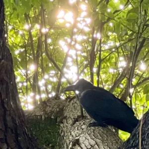 太く古びた木の幹に、黒いカラスが一羽、翼を休めている。木々の葉の隙間からは雨上がりの強い陽光が鋭く差し込み、木漏れ日がまるで宝石のようにキラキラと反射して、カラスの黒い羽を幻想的に浮かび上がらせている。