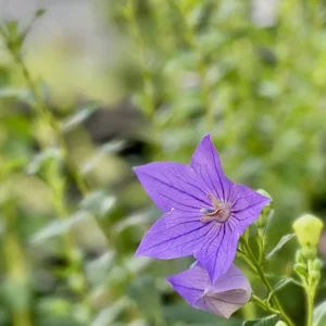 雨粒をまとい、瑞々しく鮮やかな紫色に輝く桔梗の花。花弁の繊細な筋の一つひとつまでが光を捉え、雨上がりの湿った空気と静寂な清涼感が写真全体から立ち上っている。