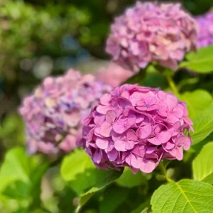高橋是清翁記念公園で満開を迎えた紫陽花。鮮烈なピンク色の花びらが幾重にも重なり、雨上がりの光を吸い込んで瑞々しく輝いている。木漏れ日が優しく花びらをなで、生命の力強い熱量が伝わってくる一枚。