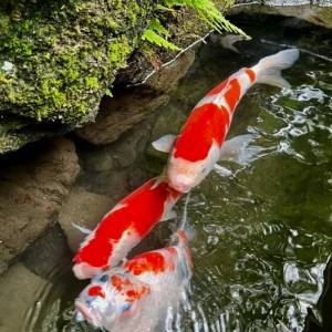 神社の池の澄んだ水面を、鮮やかな紅白の模様を持つ立派な鯉が力強く泳いでいる。水面には周囲の緑や空が映り込み、その中を尾ひれを大きく動かして進む鯉の躍動感が切り取られている。水紋が広がり、生き生きとした生命力を感じさせる。