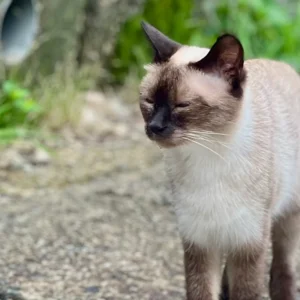 鳴子温泉の路地で、静かに目を細めているシャム猫のような柄の猫。毛並みはクリーム色で、顔、耳、足先がダークブラウン。草が生い茂る石垣のそばで、体を少し丸めて座り、微かにまぶたを閉じて日差しを感じているような、穏やかな表情を見せている。周囲の石や植物の質感が旅の静かな時間を感じさせる。