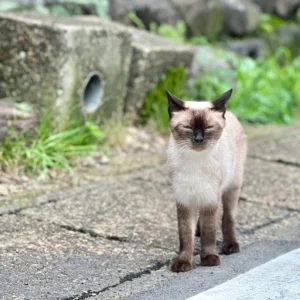 同じくシャム猫柄の猫が、先ほどの穏やかな表情から一転し、カメラ（店主）の方を真っ直ぐに見つめている様子。瞳は細く、少し眠たげな表情のまま、何事かを訴えかけるようにじっとこちらを見つめている。周囲の草むらやブロック塀の背景はぼやけており、猫の鋭い視線だけが際立っている。旅先での予期せぬ出会いの瞬間。