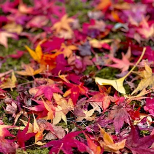 深みのある緑色の苔むした地面の上に、鮮やかな紅色のモミジ、朱色や黄色のイチョウなどの落葉が幾重にも重なり合って敷き詰められている。秋の終わりの豊かな色彩と自然の静かな営みを感じさせるアングルのクローズアップ写真。