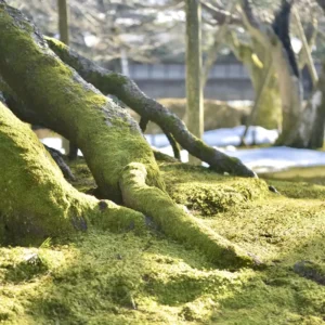 豊かな日差しを浴びて黄金色に輝くような、鮮やかな緑色の苔に覆われた太い木の根元。地面の起伏をしっかりと力強く掴み取るように張られた根の造形と、背景にわずかに残る白い残雪が、冬から春へと向かう生命の気配を伝えている。