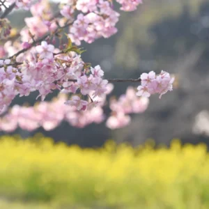 画面の斜め上から、淡いピンク色をした河津桜の枝花が柔らかく咲き誇りながら伸びている。背景には、春の光に包まれてふんわりとボケた黄色い菜の花畑が一面に広がり、季節の移ろいと暖かな躍動を感じさせる構図。