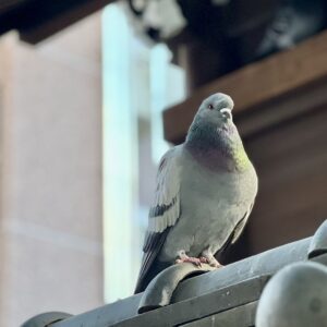歴史ある神社の瓦屋根の上に、一羽の鳩がしっかりと立って前方を見据えている。背景には厳かな木々や建物が柔らかくぼけ、境内特有の静謐で引き締まった空気が漂っている。