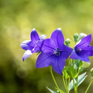 緑豊かな自然の中で、鮮やかな紫色を帯びた桔梗の花が、茎を伸ばして力強く咲いている。背景は黄金色に輝く柔らかい光で満ちたボケ(玉ボケ)となっており、紫色の花びらの繊細な質感、複雑な筋の入り方、中心の蕊(しべ)のディテールが鮮明に浮き上がっている。風に揺れる様子や、植物が持つ生命の躍動感が、自然な光の中で感じられる一枚。